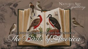 The Enduring Legacy of John James Audubon's The Birds of America