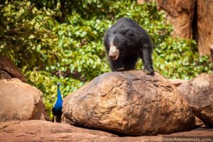 Hampi Wildlife Sanctuary 