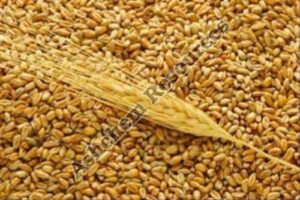 Raw Wheat Seeds Exporters Gujarat