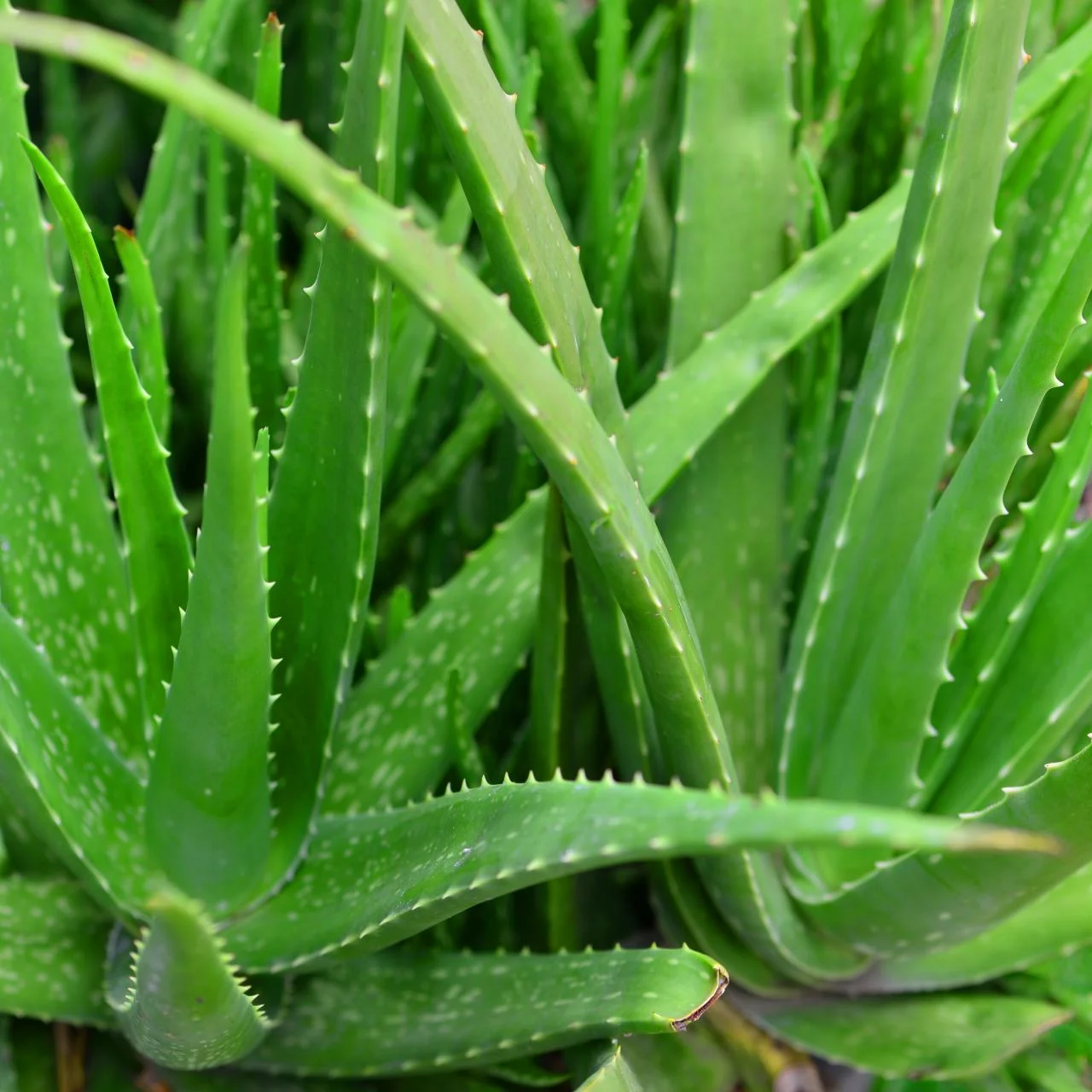 5 Benefits of Aloe Vera in Your Life