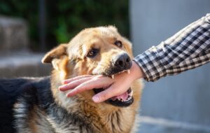 Package Carrier Dog Bite Prevention