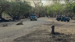 Gir Forest Safari