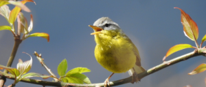 Bird Photography In Uttarakghand