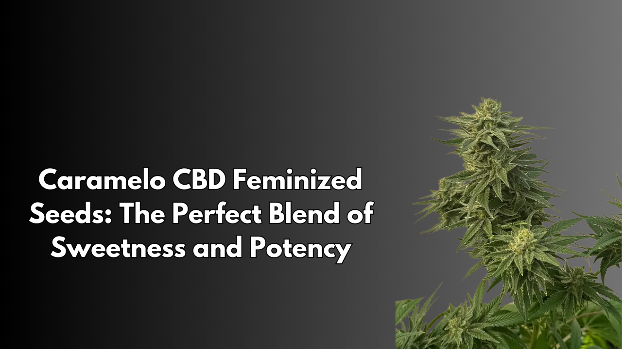 Caramelo CBD Feminized Seeds