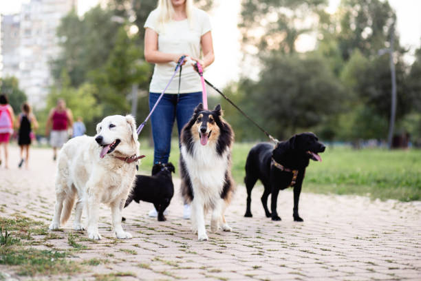 Dog Daycare Center in Sierra Madre CA