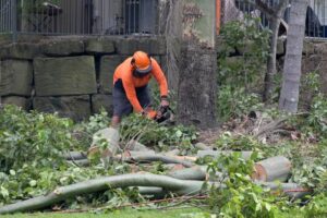 Tree Service in Gainesville FL