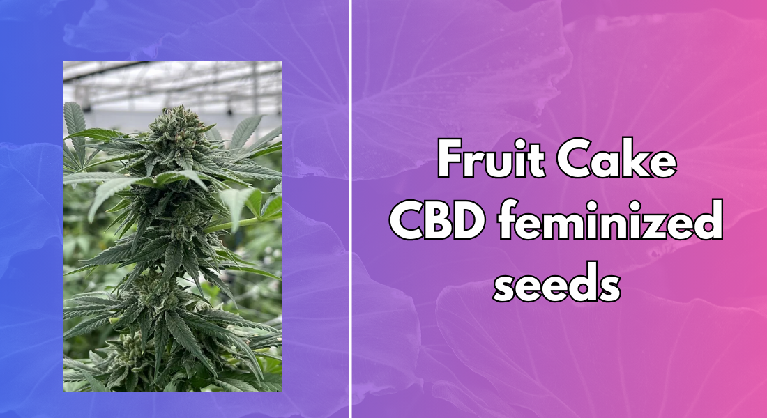 Caramelo CBD Feminized Seeds