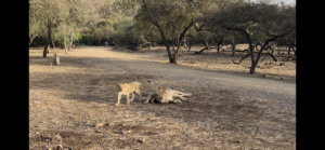 Wildlife Tours Sasan Gir