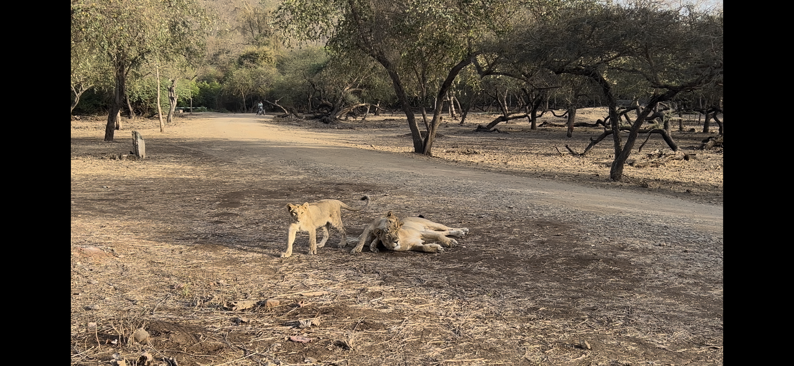 Wildlife Tours Sasan Gir