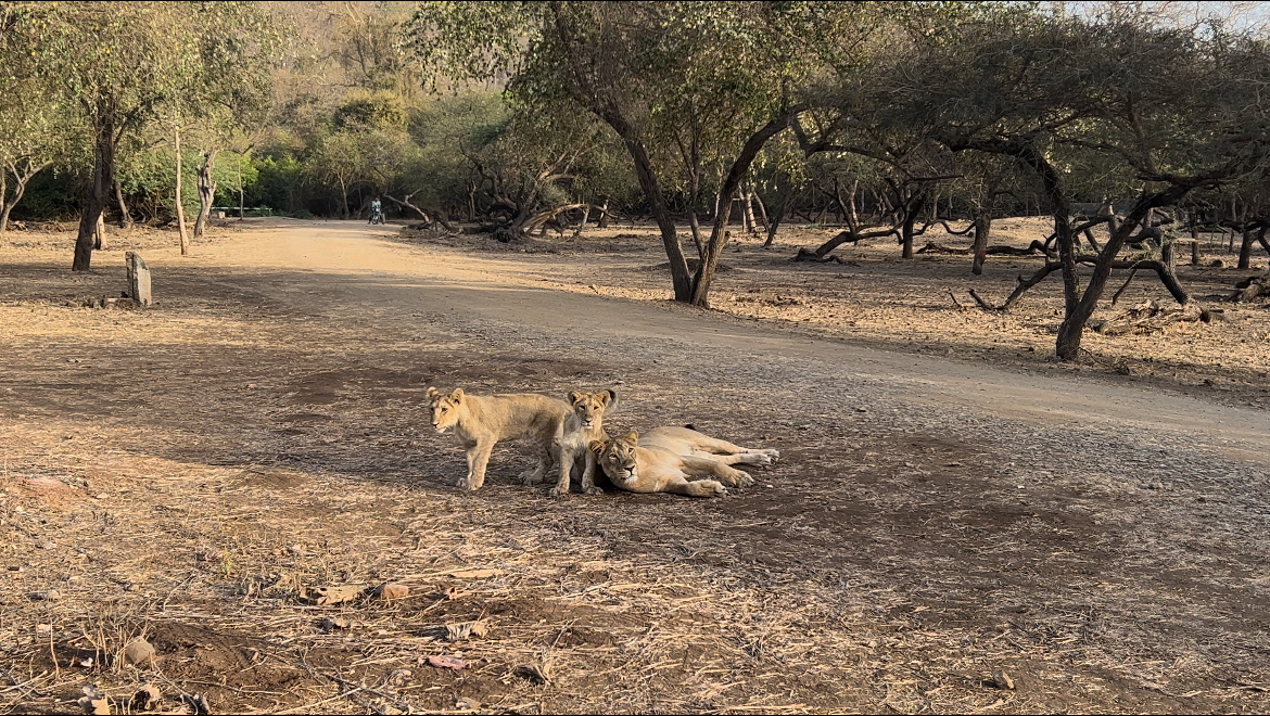 Cultural Tours In Sasan Gir Gujarat