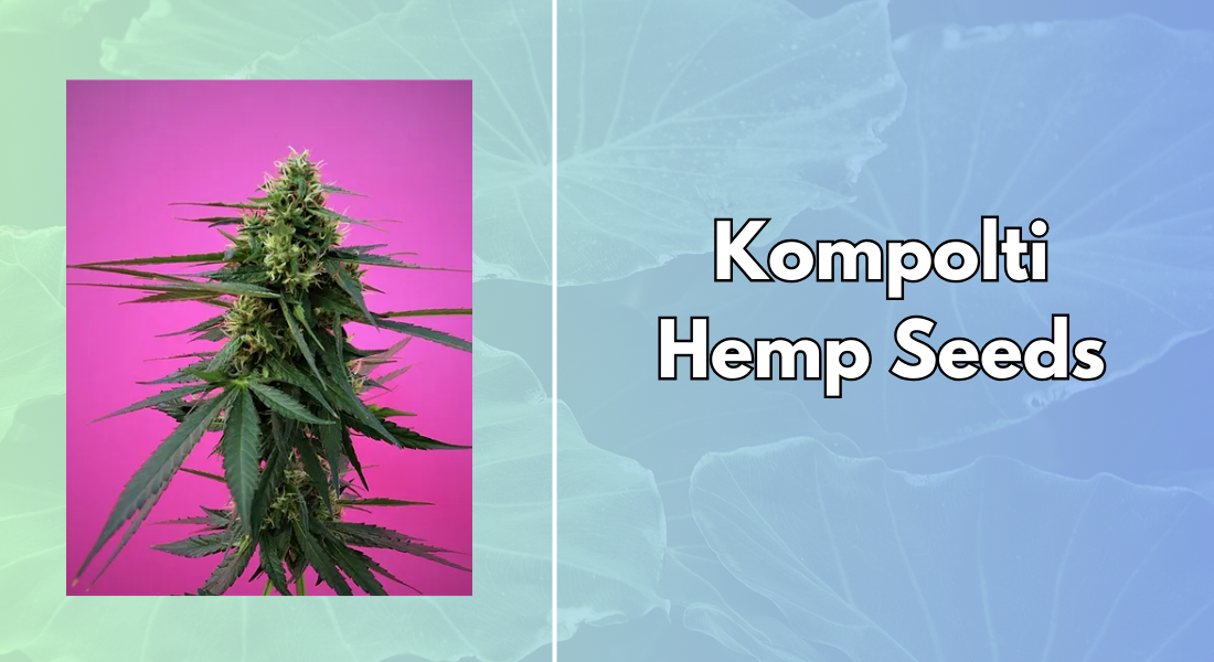 Kompolti Hemp Seeds.