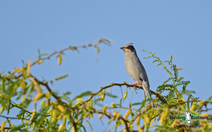 Birding Tours In Bhuj