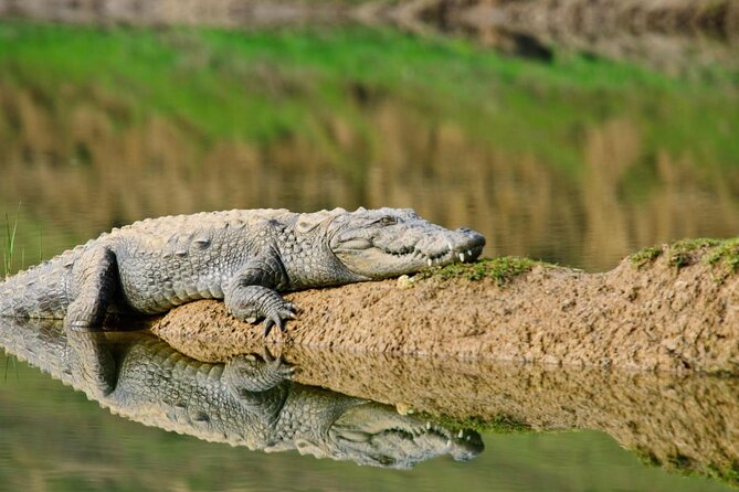 Birdwatching In Chambal River