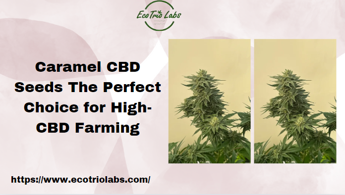 Caramel CBD Seeds