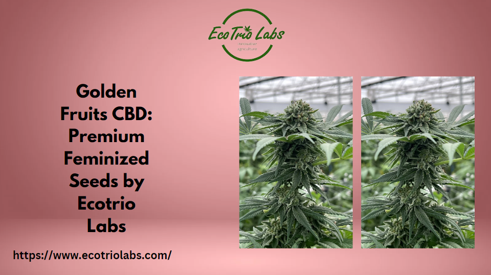 Golden Fruits CBD