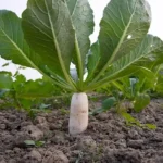 A Detailed Guide to Radish Farming in India