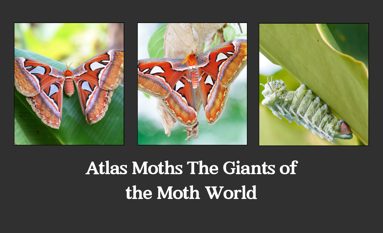 Atlas Moths