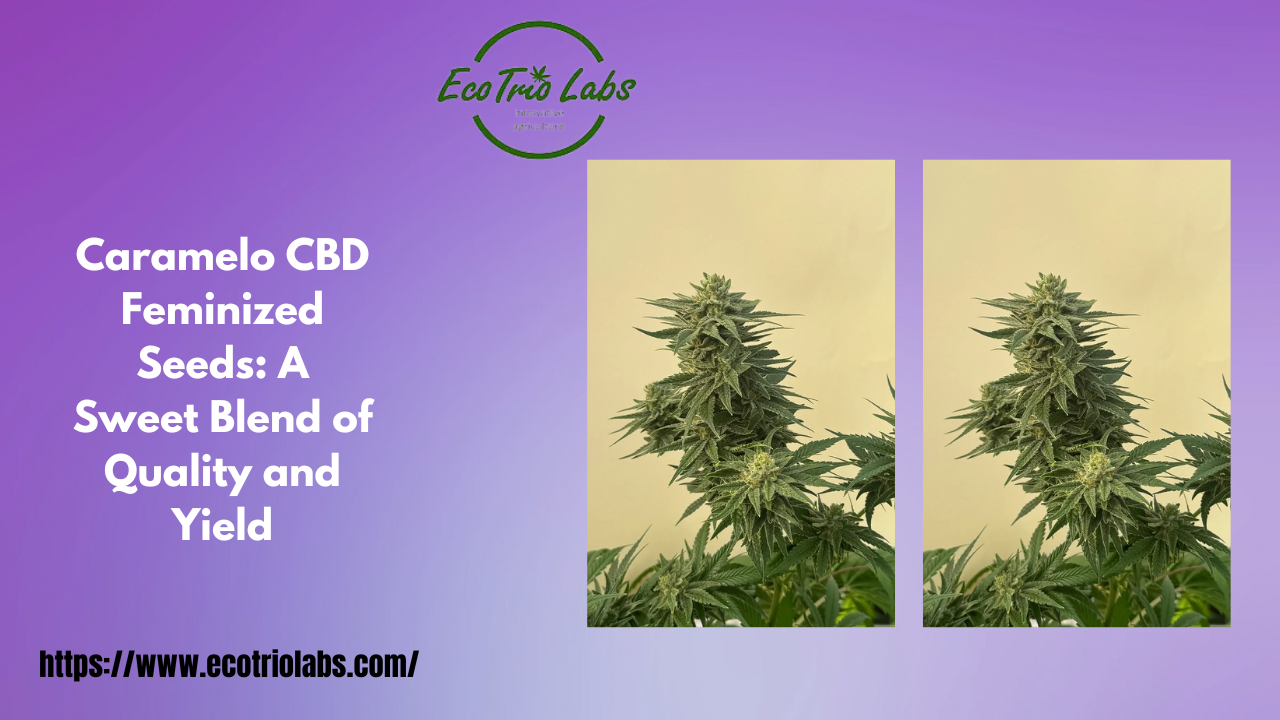 Caramelo CBD Feminized Seeds