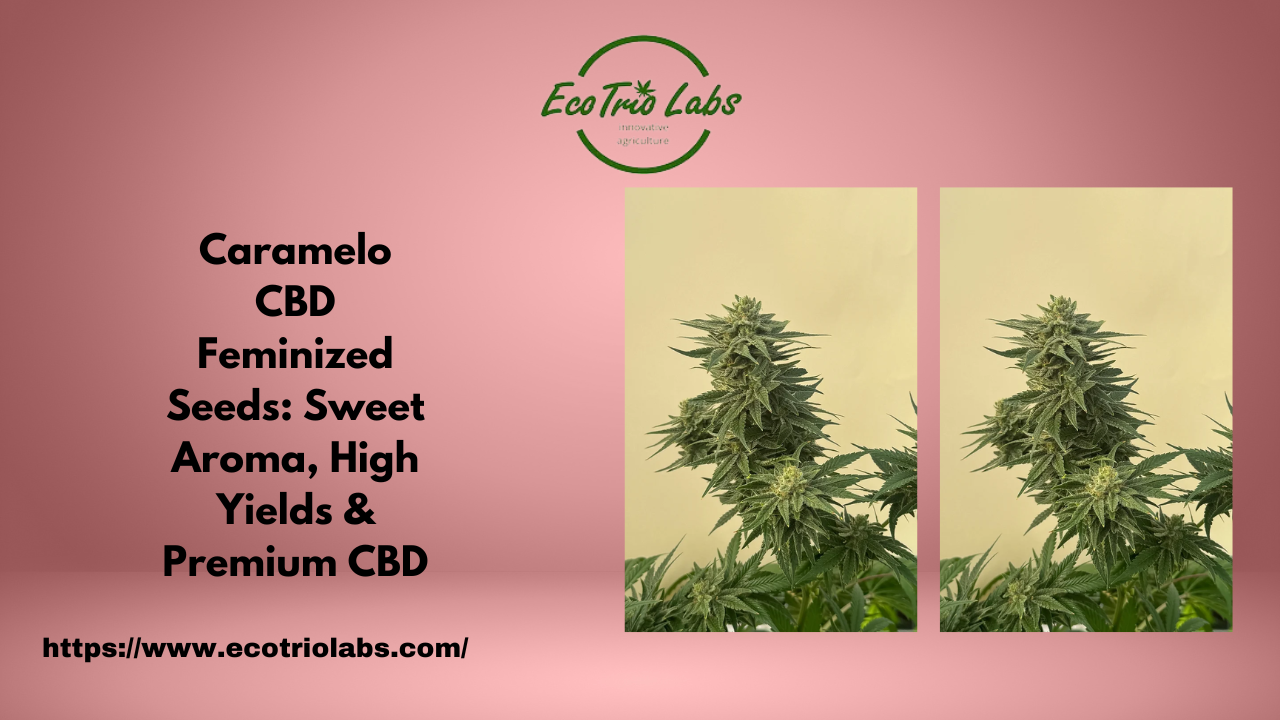 Caramelo CBD Feminized Seeds