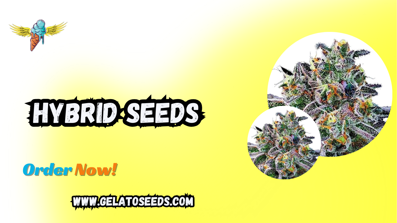 Hybrid Seeds