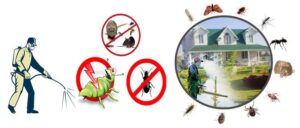 Best Pest Control for Bed Bug Infestations