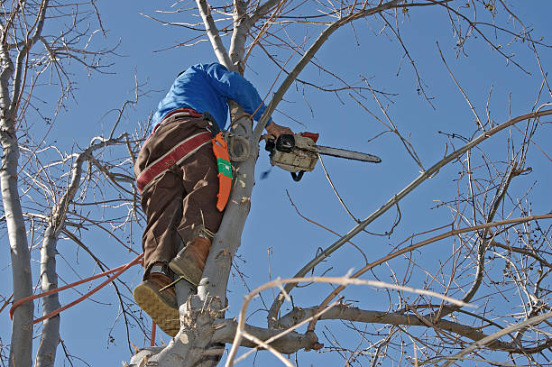 Tree Trimming