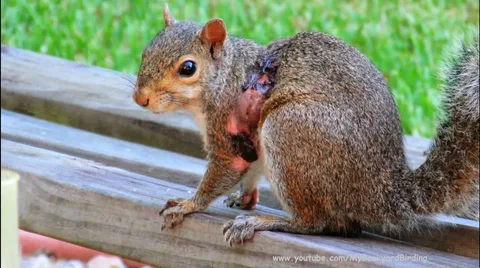 squirrel removal