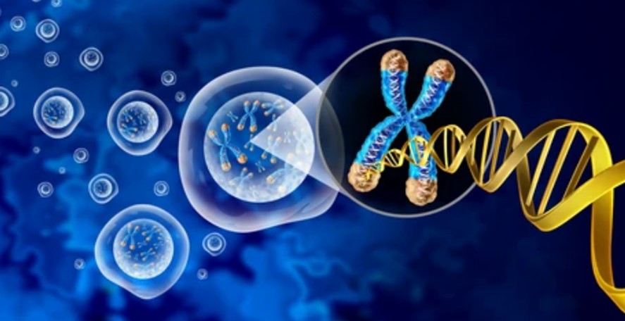 telomere biology analysis