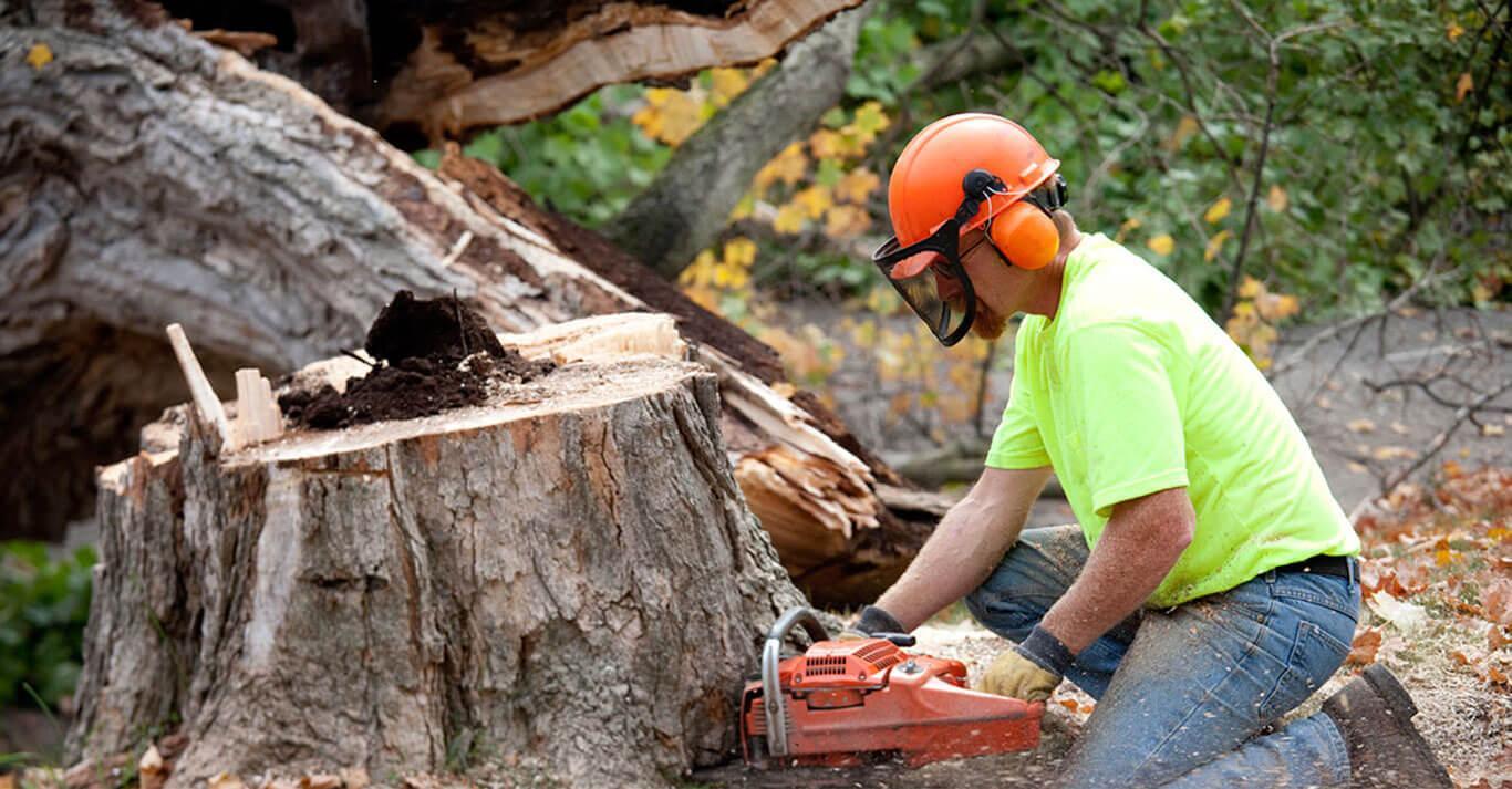 Tree Service in Mississippi