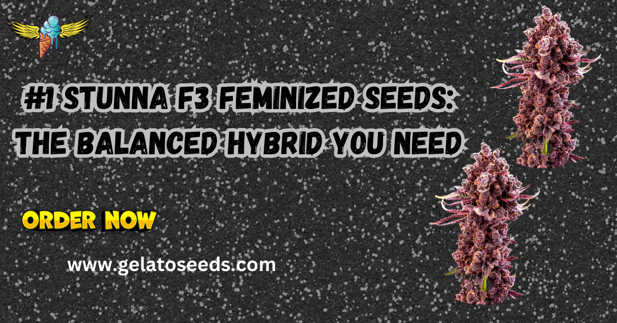 #1 Stunna F3 feminized seeds