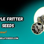 Apple Fritter Seeds