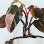 Pink Princess philodendron