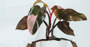 Pink Princess philodendron