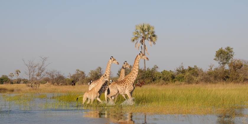 african safari