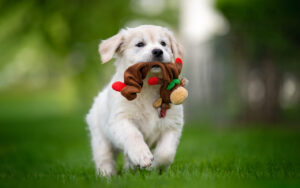 Puppy-Proofing Essentials for a Safe, Happy Home