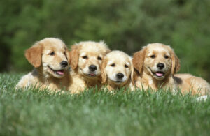 AKC Labrador Retriever Puppy