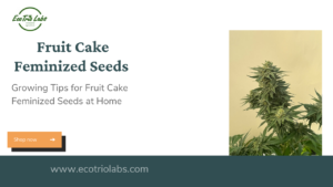 Fruit Cake Feminized Seeds