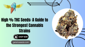 highest THC seeds