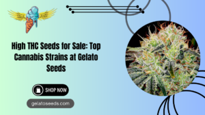 Highest THC Seeds