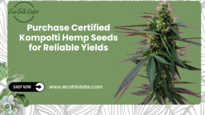 Kompolti hemp seeds