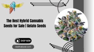 Hybrid Cannabis Seeds