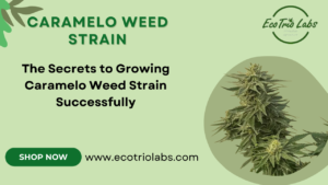 Caramelo weed strain