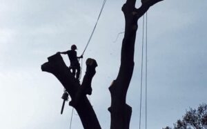 tree surgeons